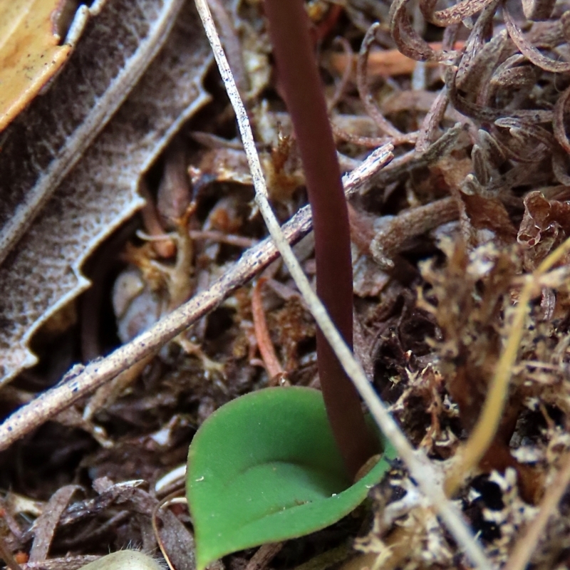 Leporella fimbriata