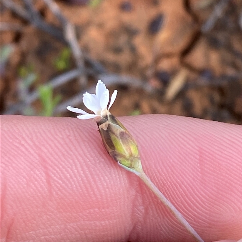 Rhodanthe stricta