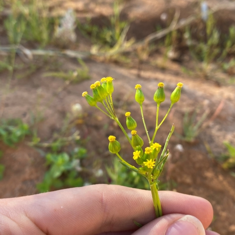 Senecio glossanthus