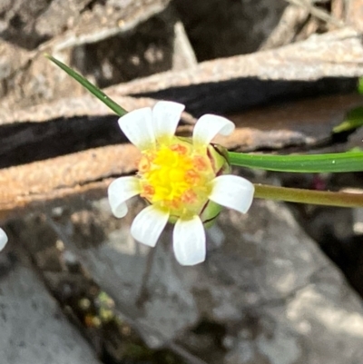 Brachyscome lineariloba