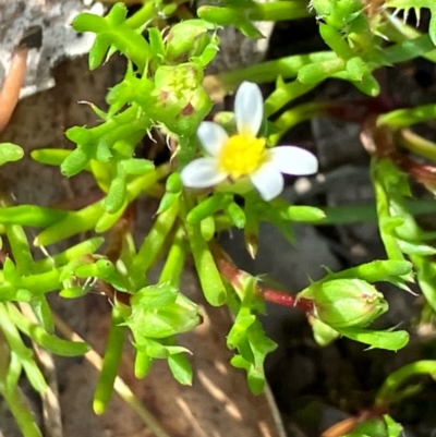 Brachyscome lineariloba