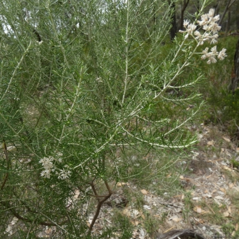 Cassinia laevis