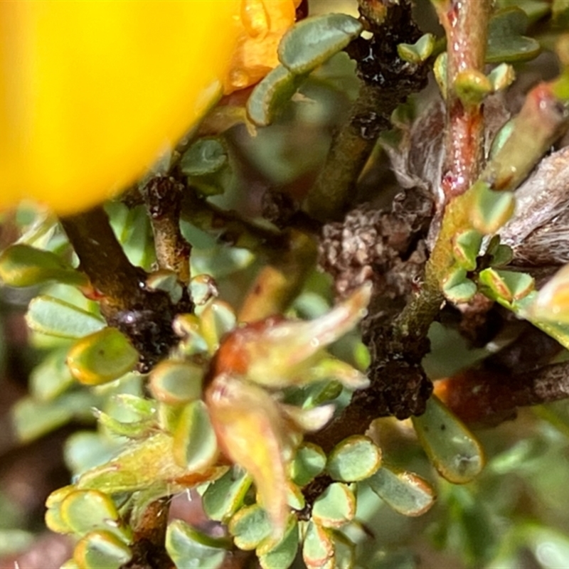 Pultenaea largiflorens