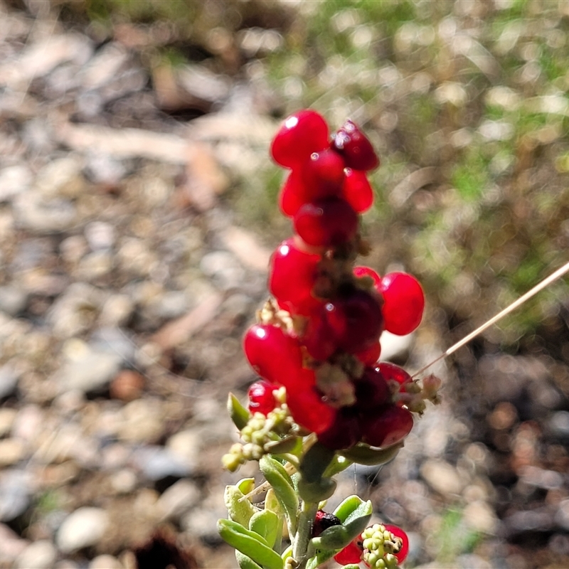 Rhagodia candolleana