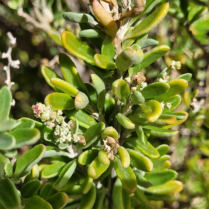 Rhagodia candolleana