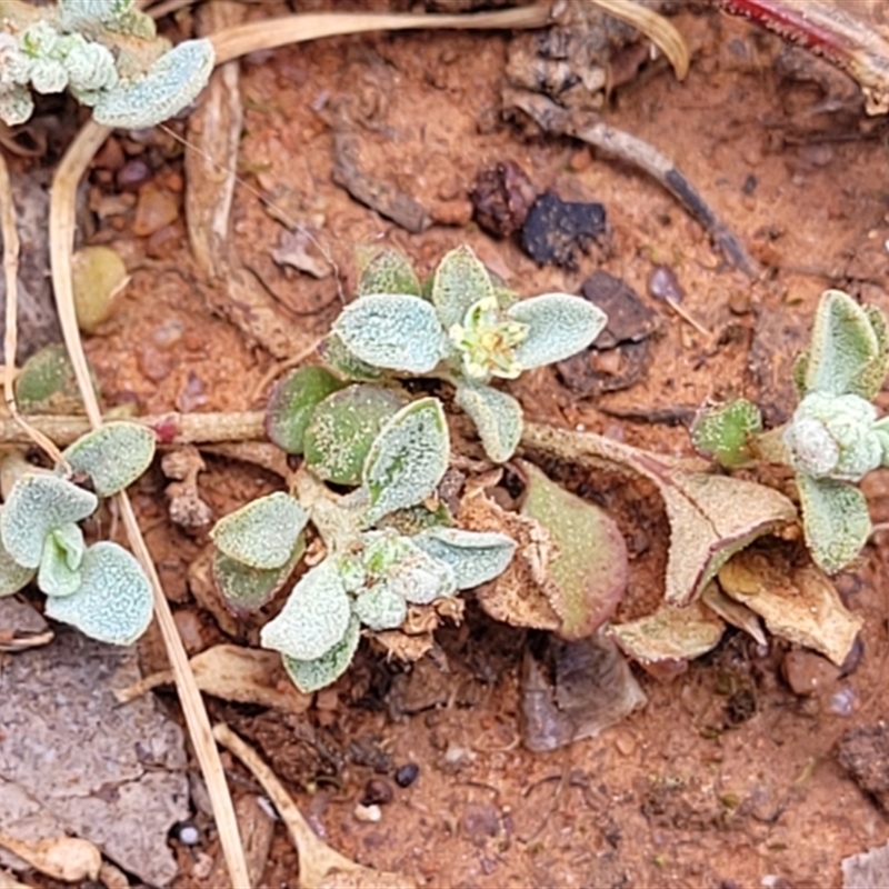 Chenopodium desertorum