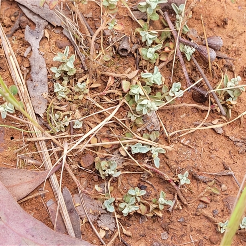 Chenopodium desertorum