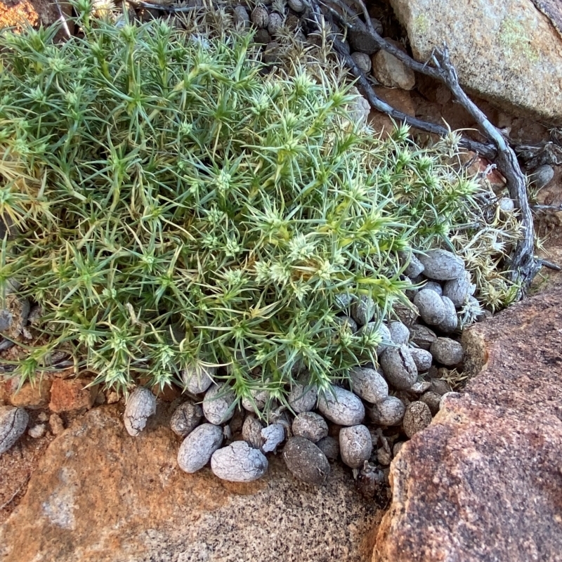 Scleranthus pungens