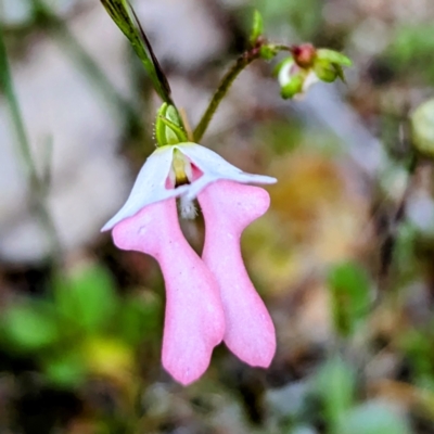 Stylidium calcaratum