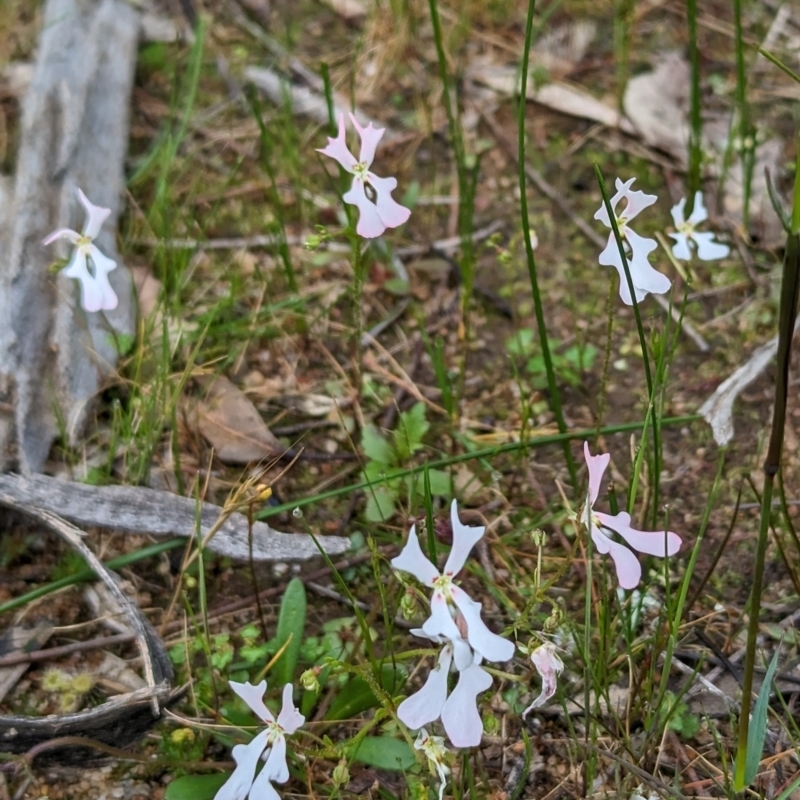 Stylidium calcaratum