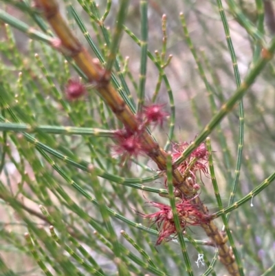 Allocasuarina muelleriana