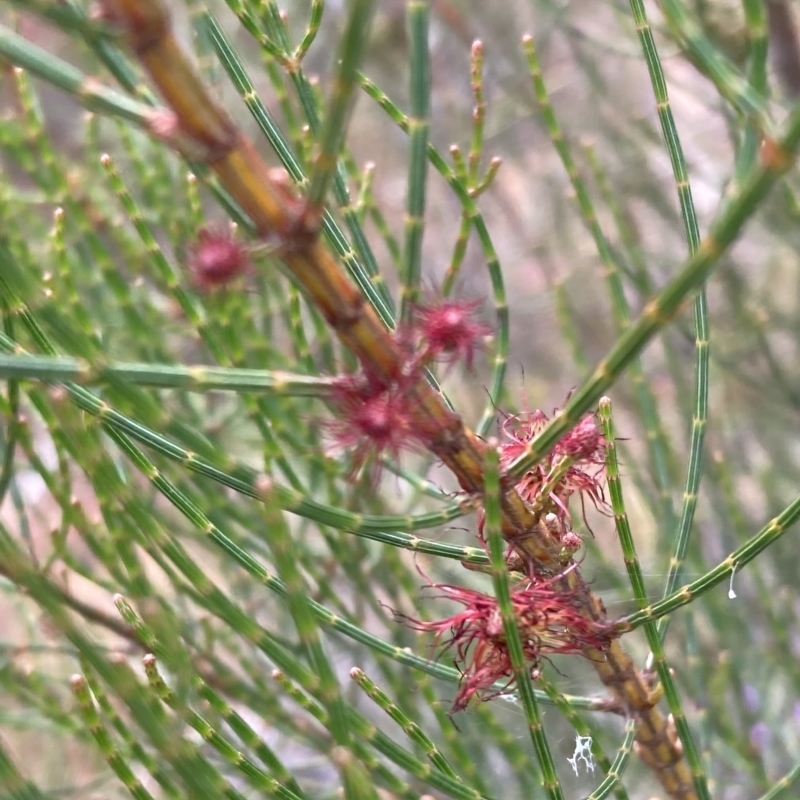 Allocasuarina muelleriana