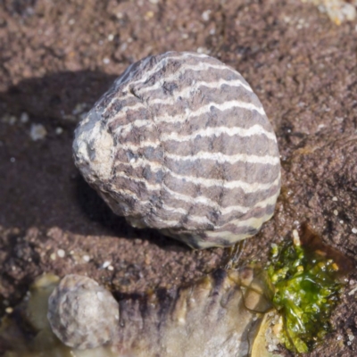 Austrocochlea porcata - Pretty Point NSW 2013 (J. Edwards)