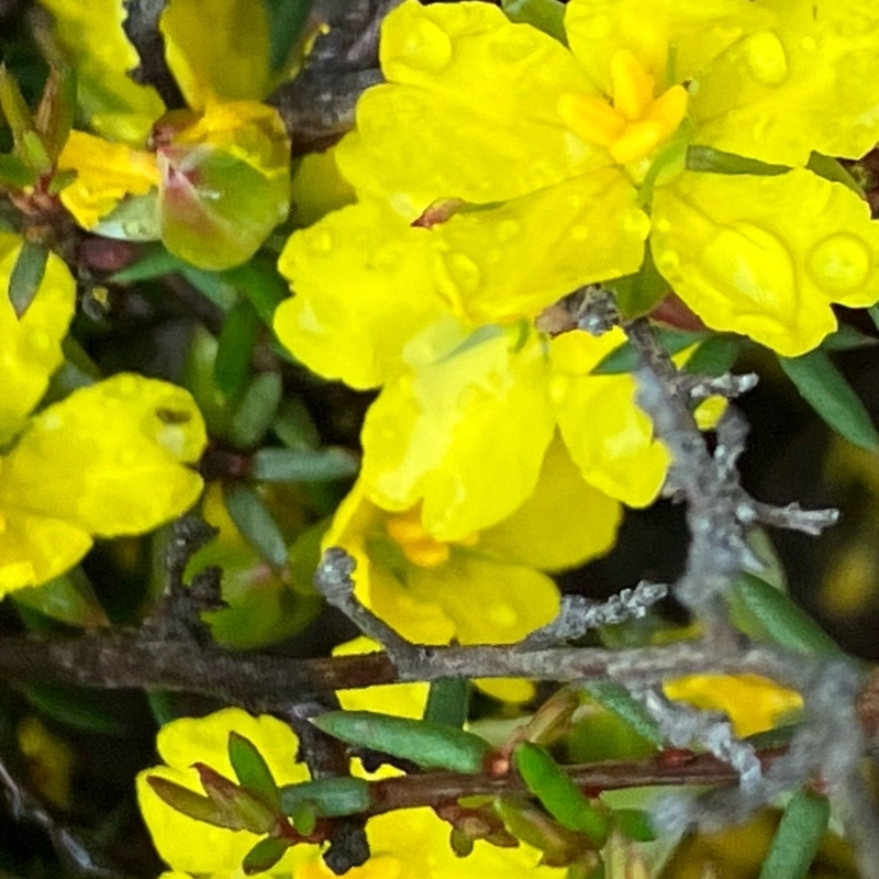 Hibbertia exutiacies