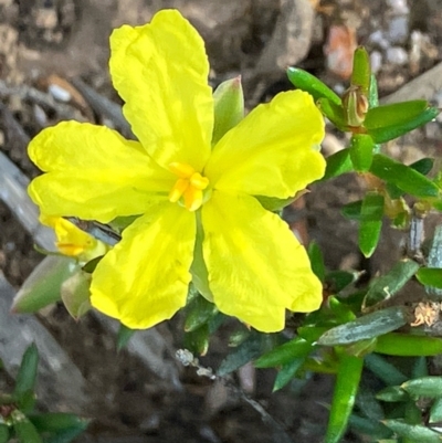 Hibbertia exutiacies