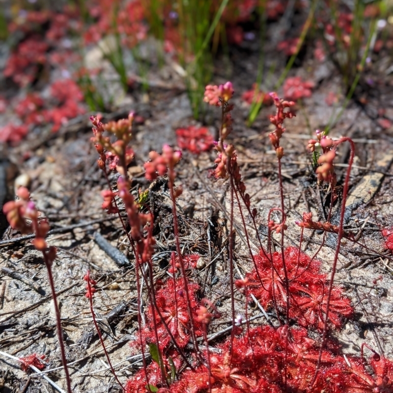 Drosera praefolia