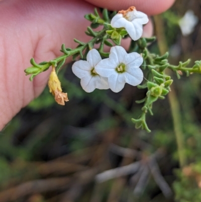 Cyphanthera myosotidea