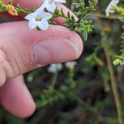 Cyphanthera myosotidea