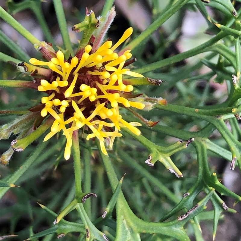 Isopogon ceratophyllus