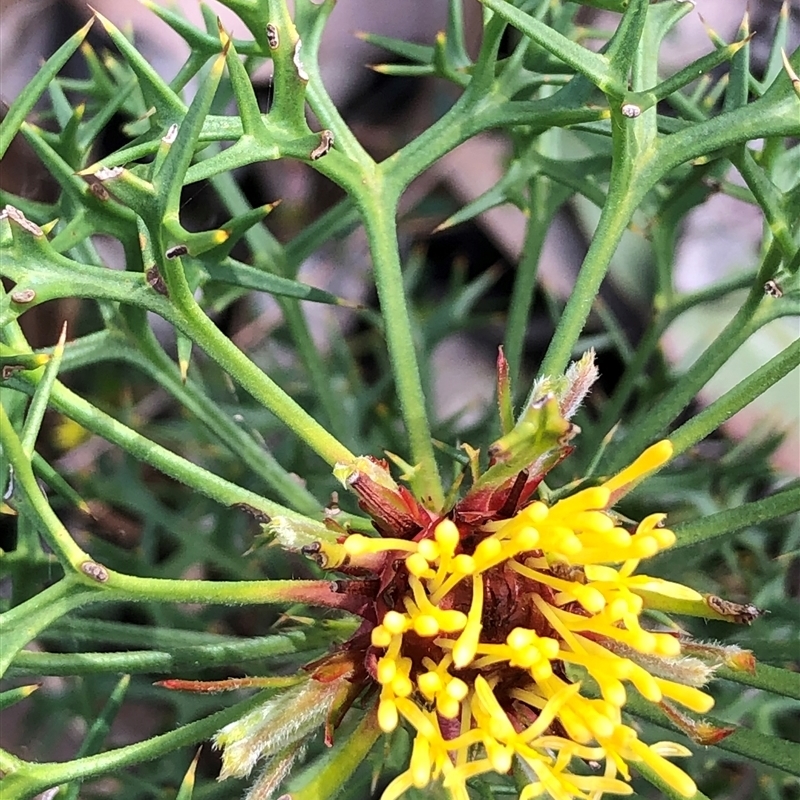 Isopogon ceratophyllus