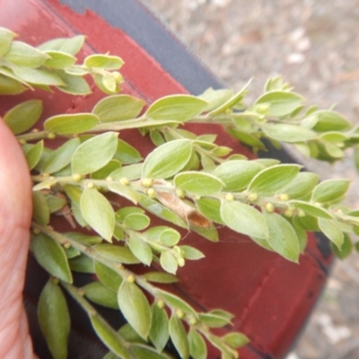 Acacia pravifolia