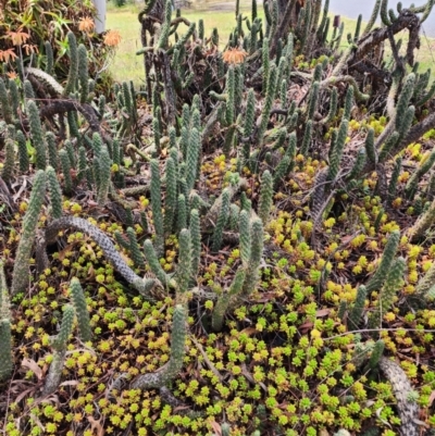 Austrocylindropuntia cylindrica