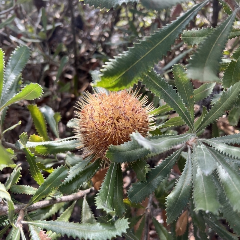 Banksia ornata