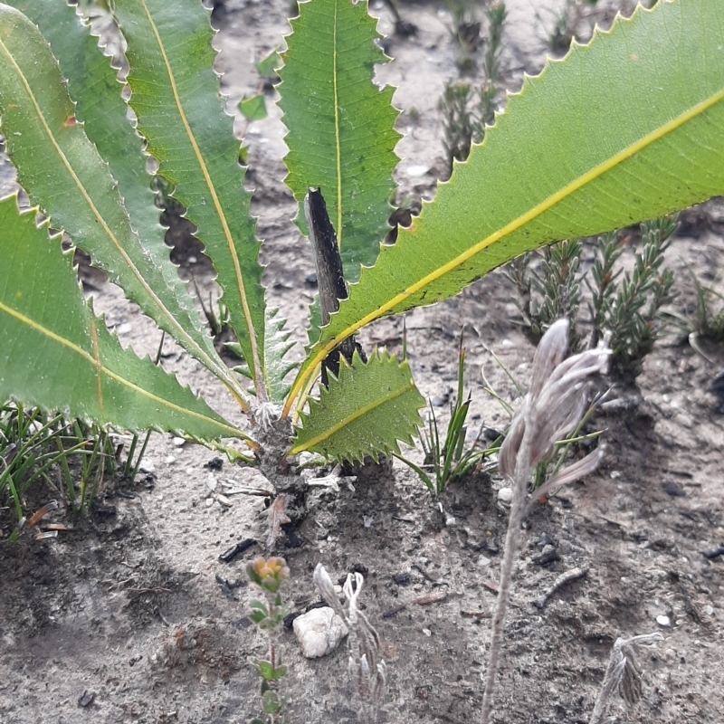 Banksia ornata