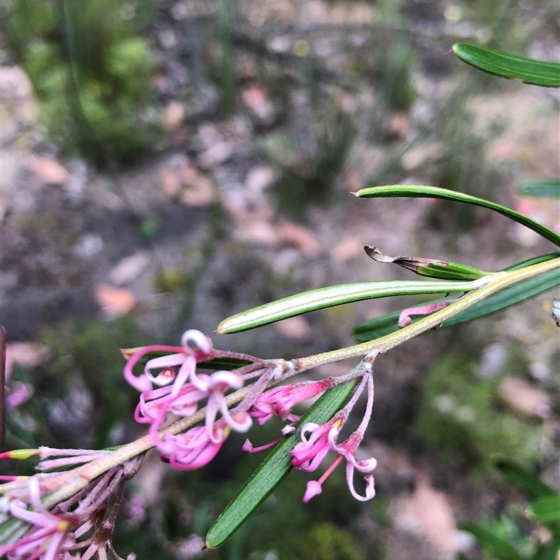 Grevillea quinquenervis