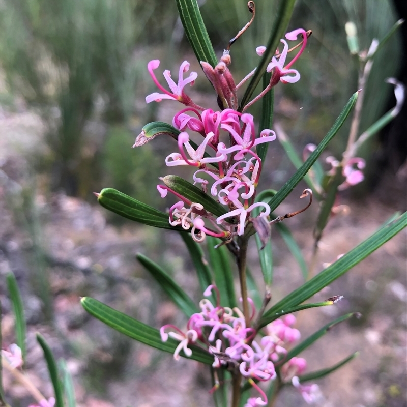 Grevillea quinquenervis