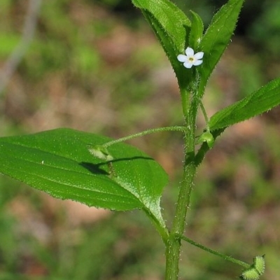 Austrocynoglossum latifolium