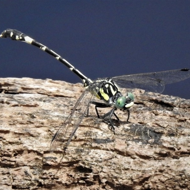 Austroepigomphus praeruptus