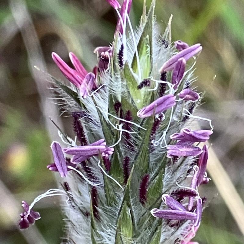 Neurachne alopecuroides