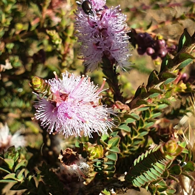 Melaleuca gibbosa