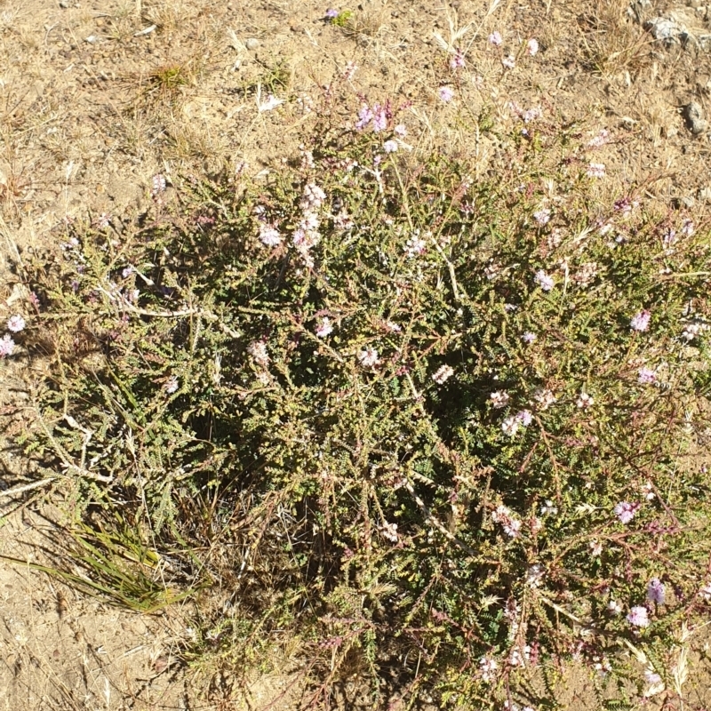 Melaleuca gibbosa