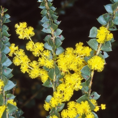 Acacia pravissima