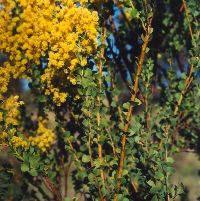 Acacia pravissima