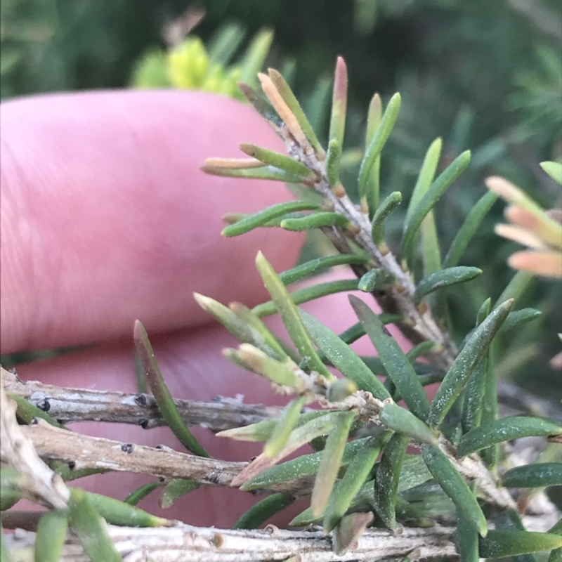 Melaleuca lanceolata