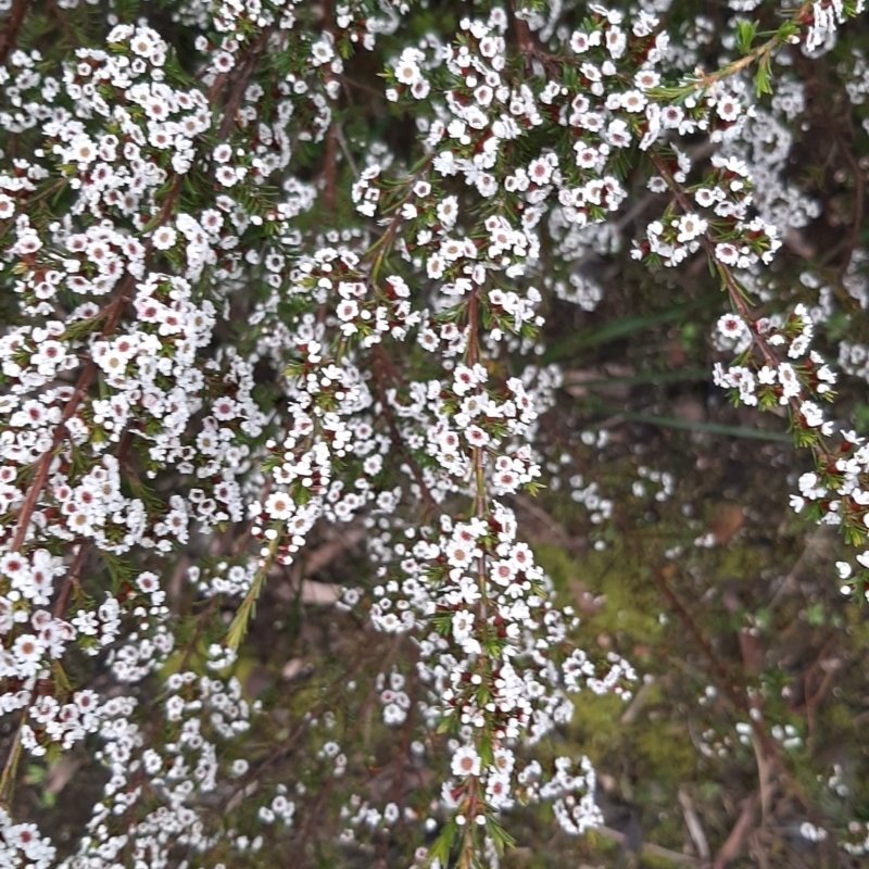 Thryptomene ericaea