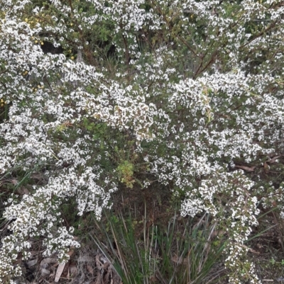 Thryptomene ericaea