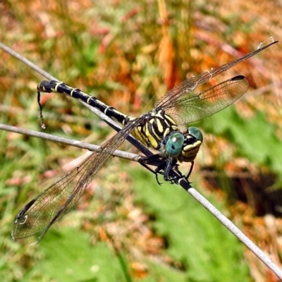 Austrogomphus australis