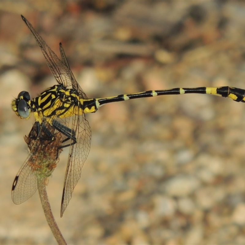 Austrogomphus cornutus