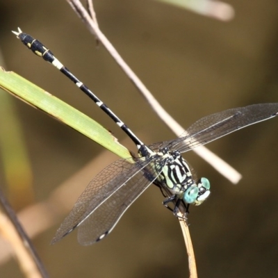 Austrogomphus cornutus