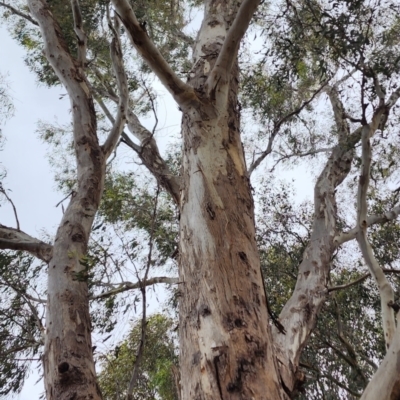 Eucalyptus camaldulensis