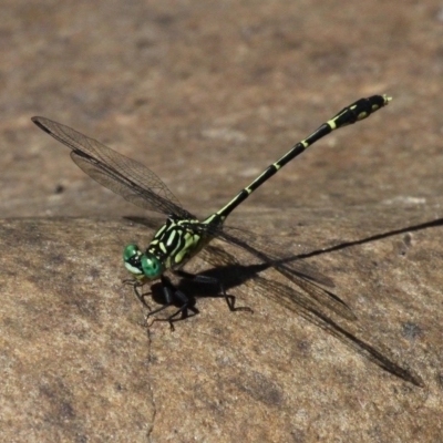 Austrogomphus ochraceus