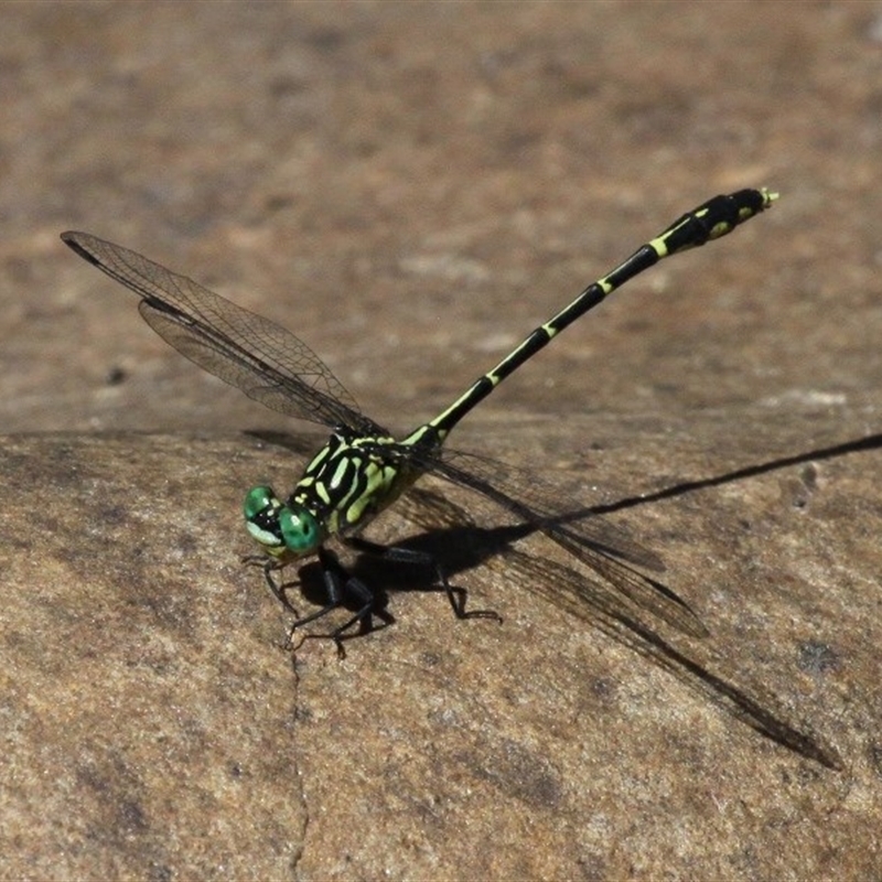 Austrogomphus ochraceus