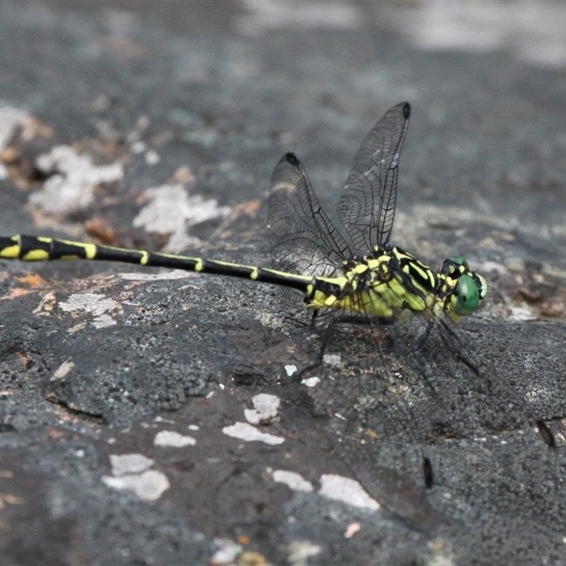 Austrogomphus ochraceus