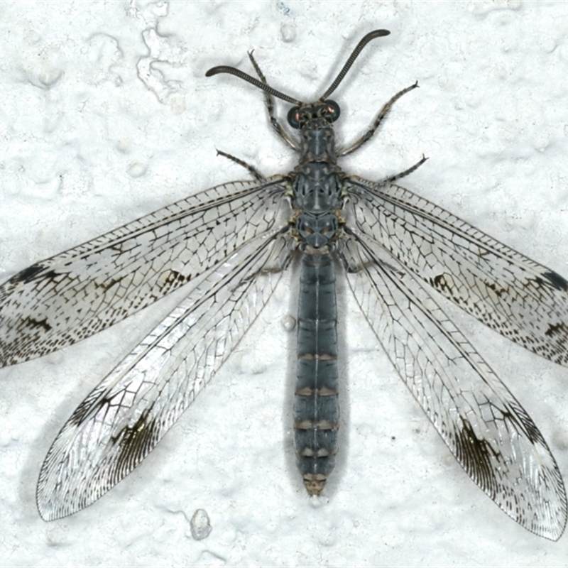 Austrogymnocnemia bipunctata