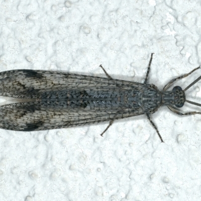 Austrogymnocnemia bipunctata