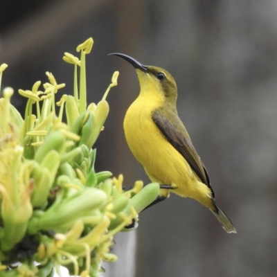 Cinnyris frenatus